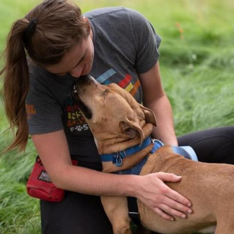 Norberta, an adoptable Pit Bull Terrier in Kanab, UT, 84741 | Photo Image 6