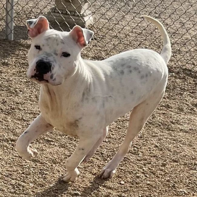 Pitbull boxer sale mix white