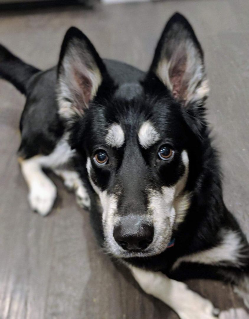 Mazie, an adoptable Siberian Husky, German Shepherd Dog in Camano Island, WA, 98282 | Photo Image 1