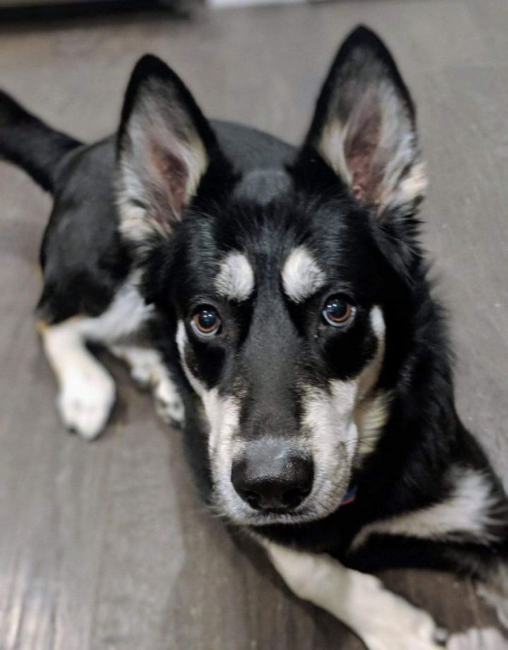 Shepherd husky mix hot sale puppies for adoption