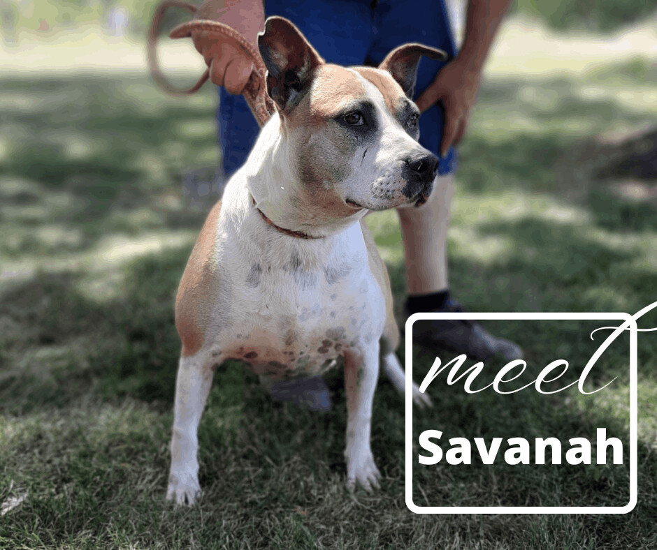 Dog for adoption Savanah, a Whippet & Pit Bull Terrier Mix in Marion