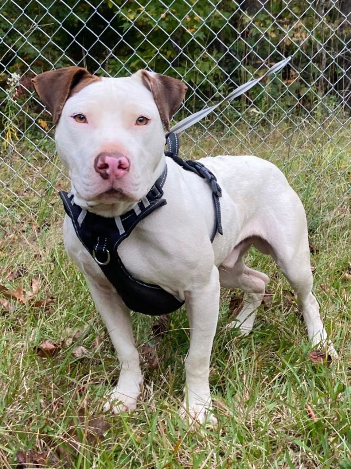 American pitbull mixed with best sale staffordshire terrier