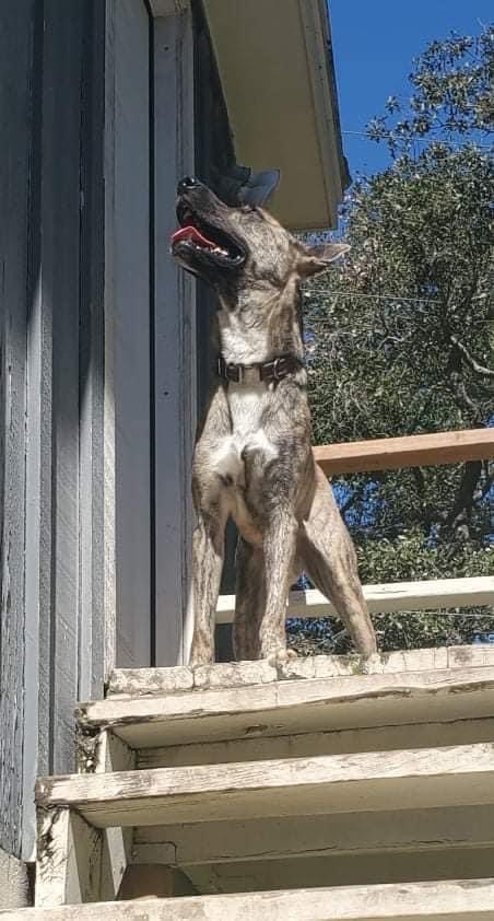 Maverick, an adoptable Dutch Shepherd in COVINGTON, WA, 98042 | Photo Image 1