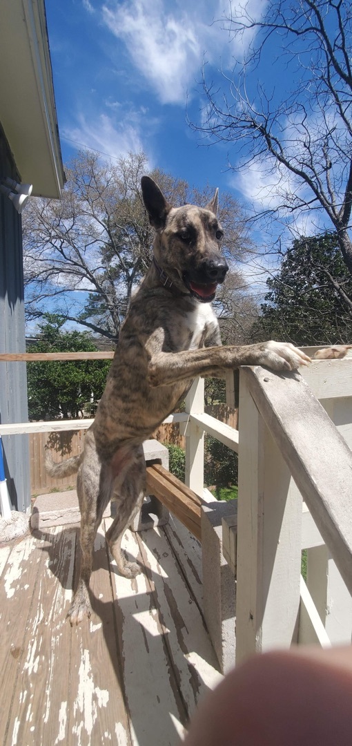 Maverick, an adoptable Dutch Shepherd in COVINGTON, WA, 98042 | Photo Image 2