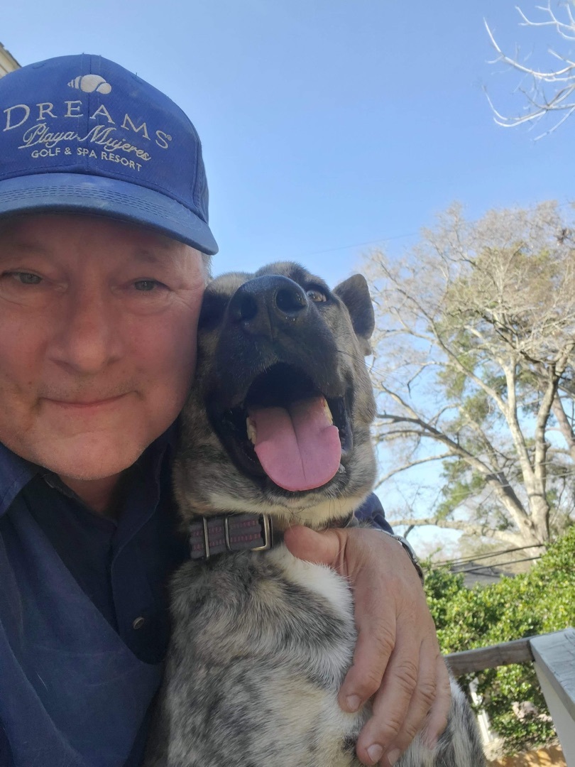 Maverick, an adoptable Dutch Shepherd in COVINGTON, WA, 98042 | Photo Image 3