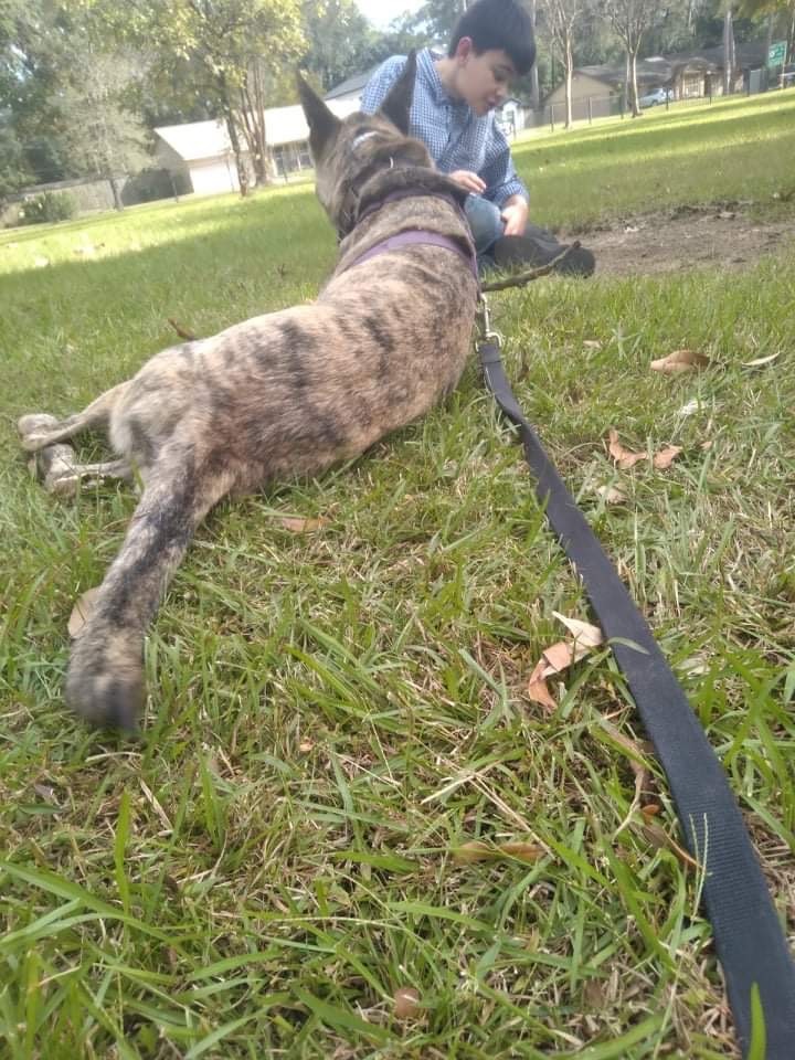 Maverick, an adoptable Dutch Shepherd in COVINGTON, WA, 98042 | Photo Image 4