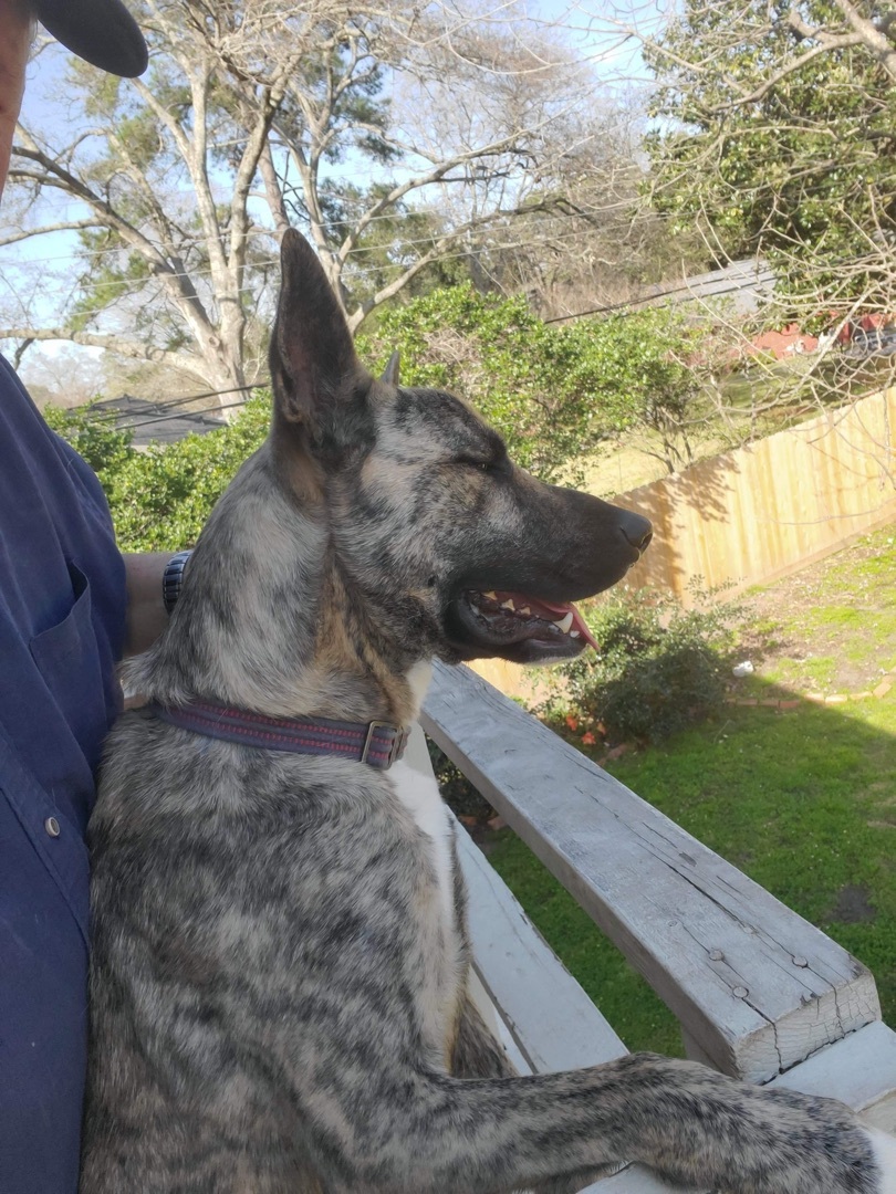 Maverick, an adoptable Dutch Shepherd in COVINGTON, WA, 98042 | Photo Image 5