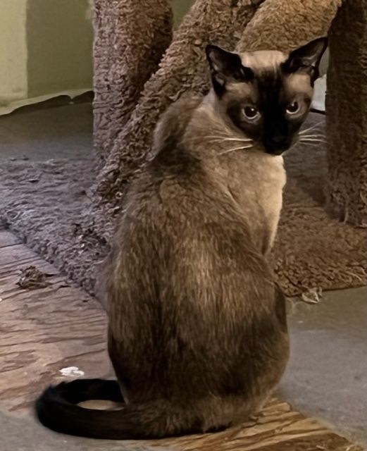 Zoe (& Sunny), an adoptable Snowshoe, Siamese in Mobile, AL, 36619 | Photo Image 1