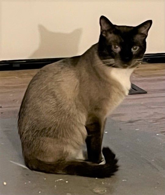 Zoe (& Sunny), an adoptable Snowshoe, Siamese in Mobile, AL, 36619 | Photo Image 2