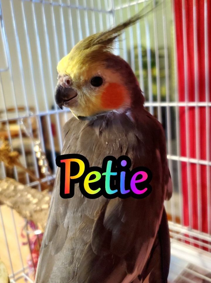 Petie, an adoptable Cockatiel in St Petersburg, FL_image-1