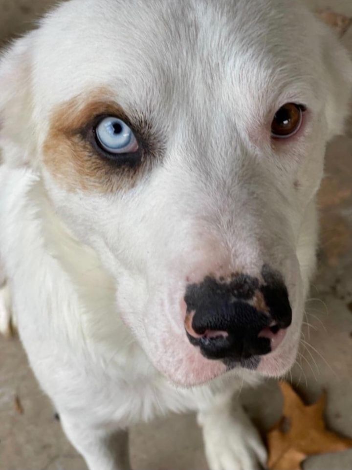 Dog for adoption Bruce Wayne, a Great Pyrenees in Paragould, AR