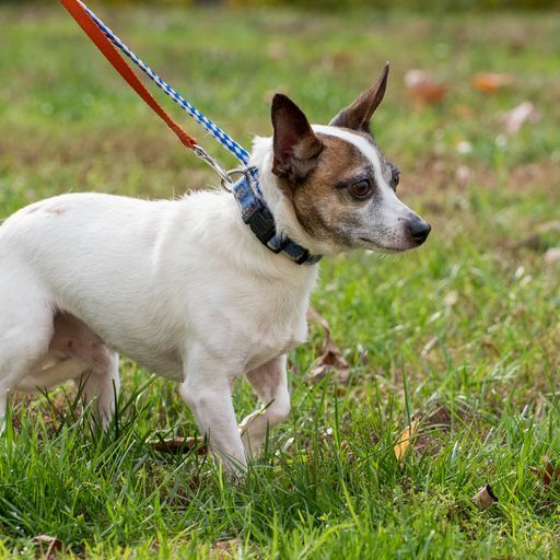 Adopt a Terrier (Jack Russell) Cross Rescue Dog, Jack