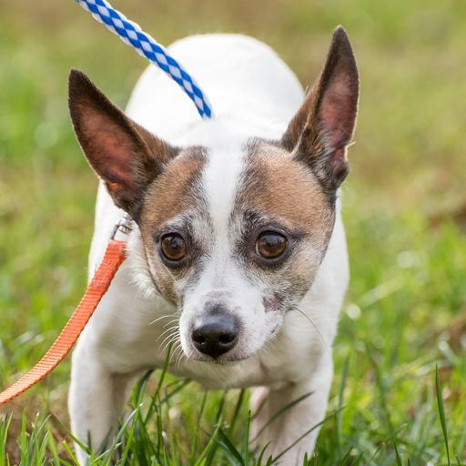 Jack russell terrier store petfinder