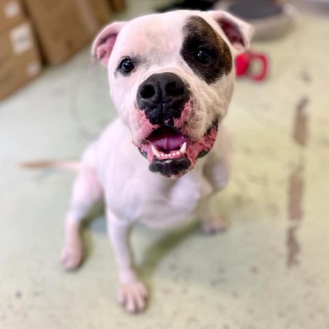 Petey, an adoptable Boxer, Mixed Breed in Middletown, NY, 10940 | Photo Image 1