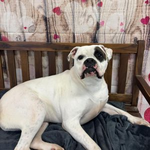 Petey, Adult Male Boxer