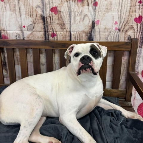 Petey, an adoptable Boxer, Mixed Breed in Middletown, NY, 10940 | Photo Image 2