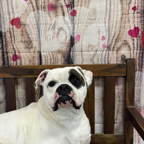 Petey, an adoptable Boxer, Mixed Breed in Middletown, NY, 10940 | Photo Image 3