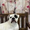 Petey photo 3
