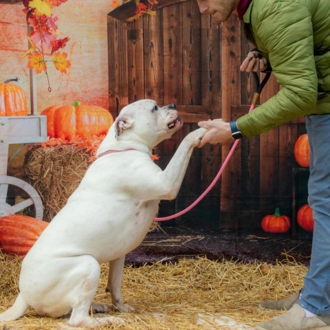 Petey, an adoptable Boxer, Mixed Breed in Middletown, NY, 10940 | Photo Image 4