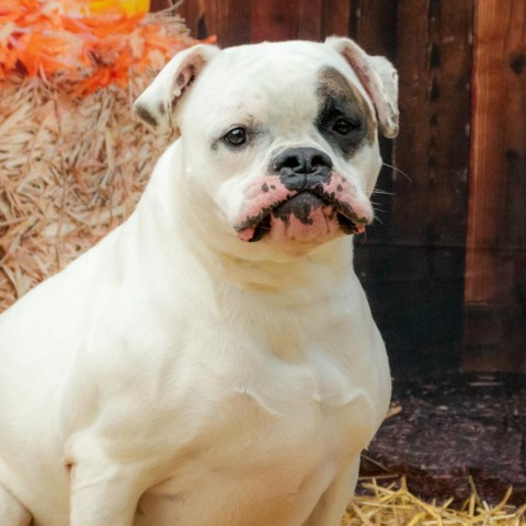 Petey, an adoptable Boxer, Mixed Breed in Middletown, NY, 10940 | Photo Image 5