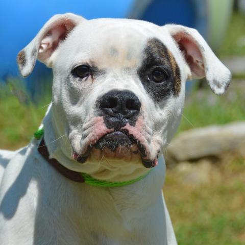 Petey, an adoptable Boxer, Mixed Breed in Middletown, NY, 10940 | Photo Image 6