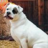 Petey photo 6