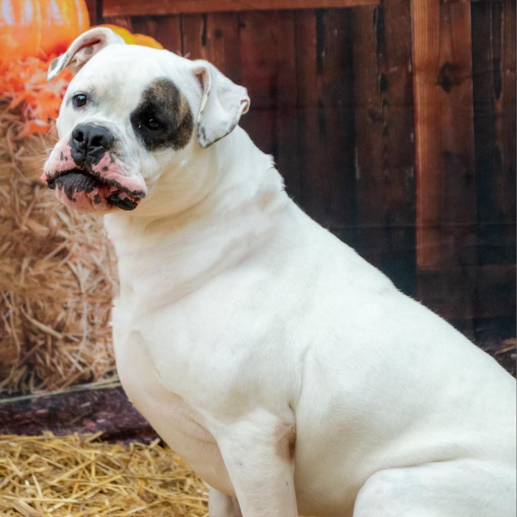 Petey, an adoptable Boxer, Mixed Breed in Middletown, NY, 10940 | Photo Image 6