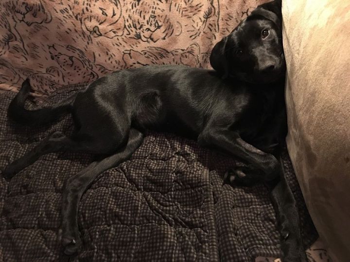 Betsy, an adoptable Black Labrador Retriever Mix in Pierre, SD_image-2