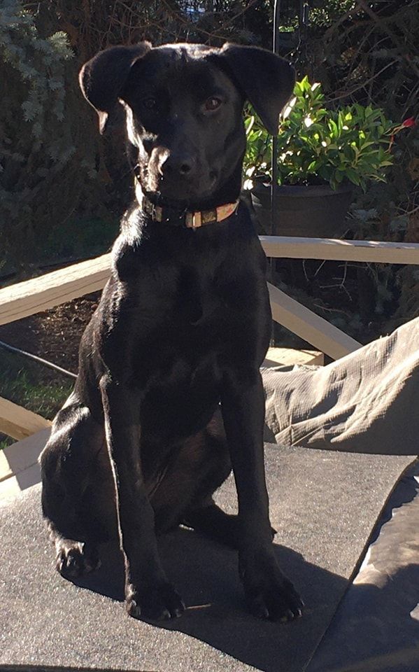 Betsy, an adoptable Black Labrador Retriever Mix in Pierre, SD_image-1