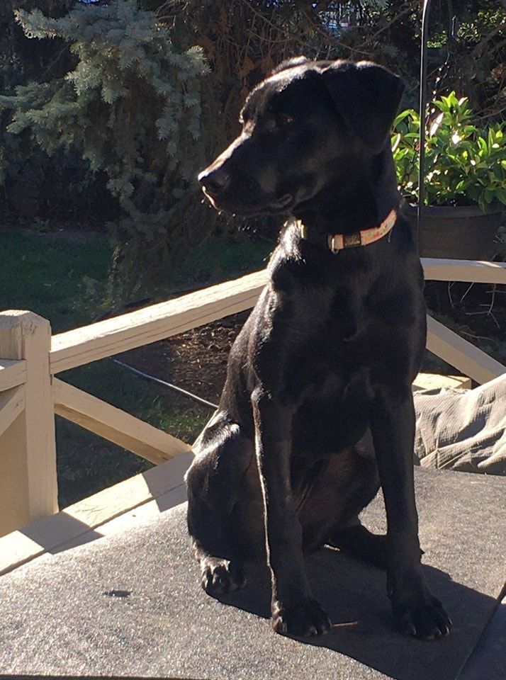 Betsy, an adoptable Black Labrador Retriever Mix in Pierre, SD_image-3