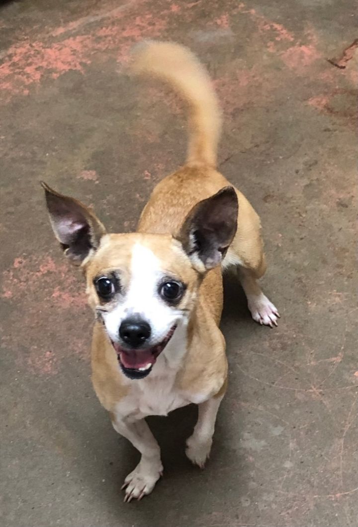 Frita Rita, an adoptable Chihuahua & Boston Terrier Mix in McDonough, GA_image-1