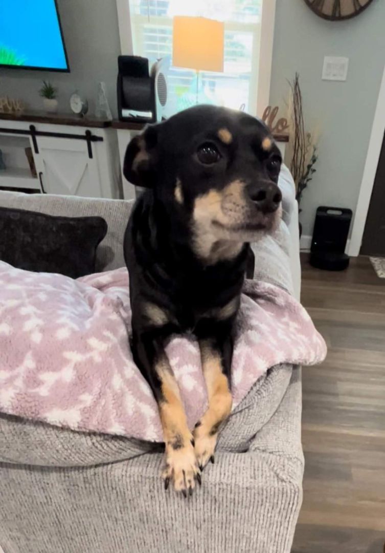 Sam, an adoptable Chihuahua, Pomeranian in Fort Walton Beach, FL, 32549 | Photo Image 4