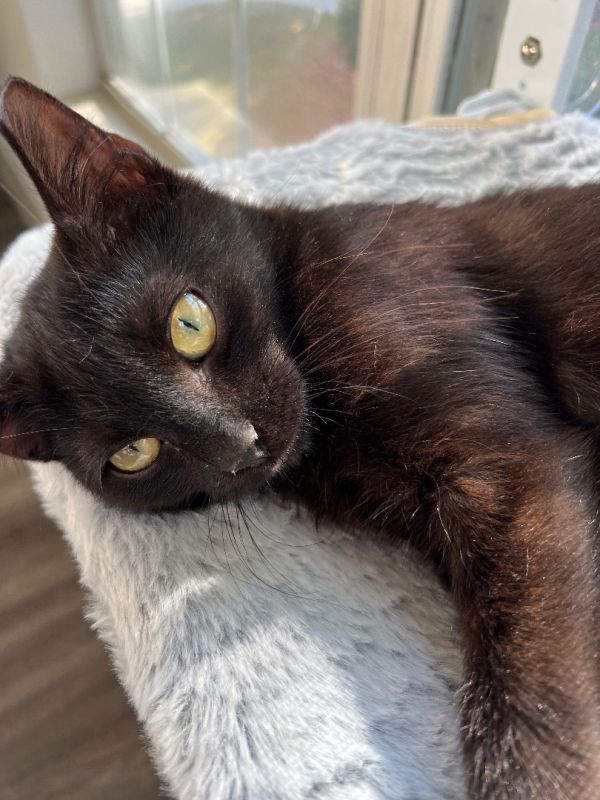 kittens for sale craigslist orlando