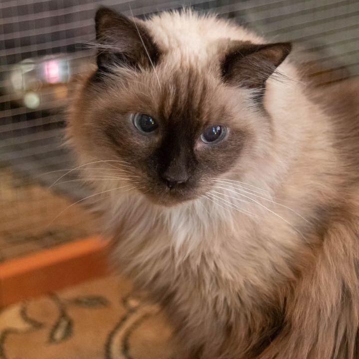 Lily & Max (Bonded Pair) , an adopted Ragdoll & Domestic Short Hair Mix in Minneapolis, MN_image-3