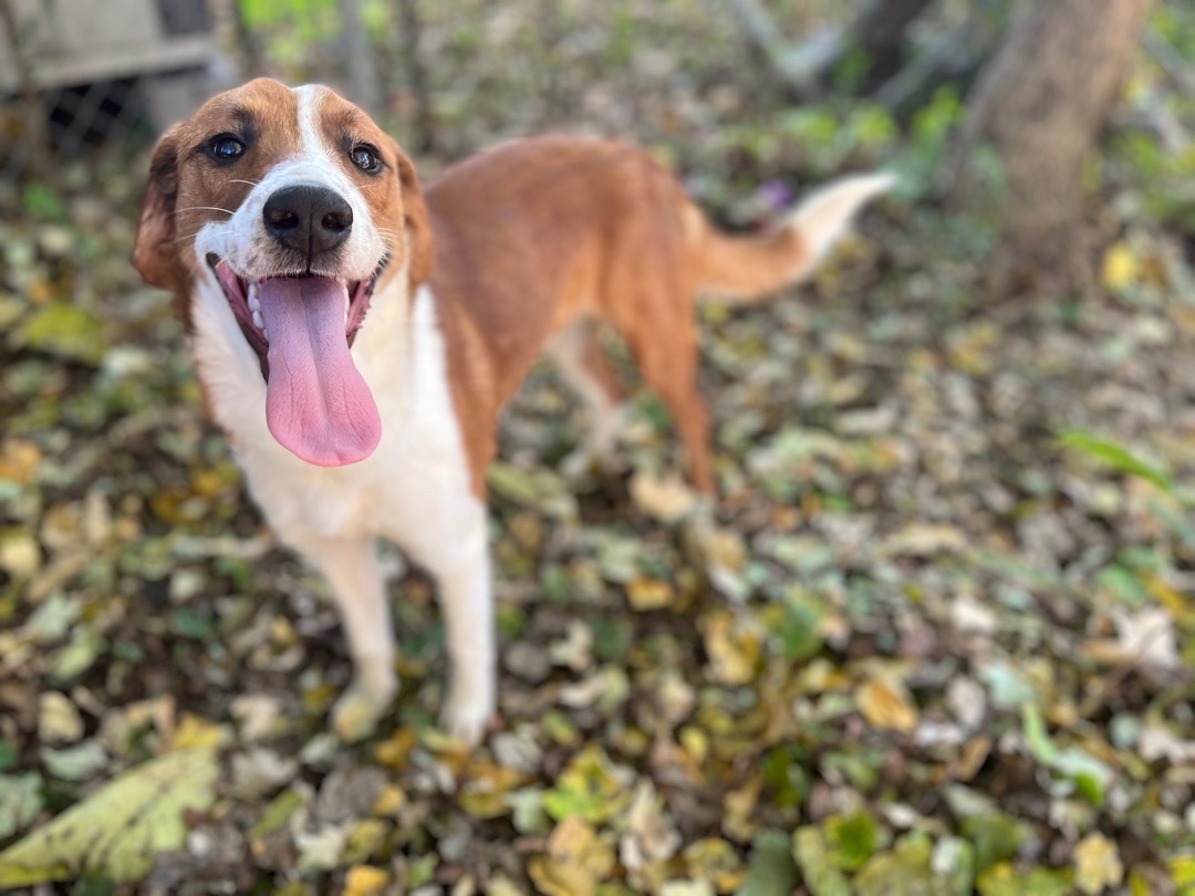 Skettie, an adoptable Beagle, Collie in Huntsville, AL, 35805 | Photo Image 1