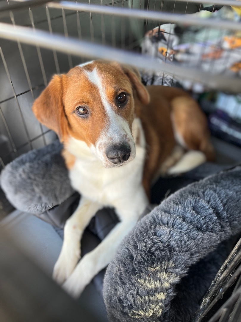 Skettie, an adoptable Beagle, Collie in Huntsville, AL, 35805 | Photo Image 2