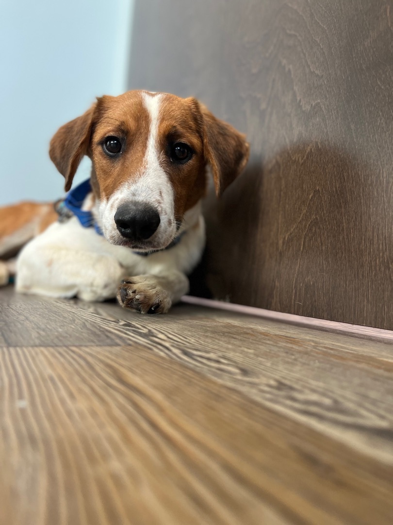Skettie, an adoptable Beagle, Collie in Huntsville, AL, 35805 | Photo Image 4