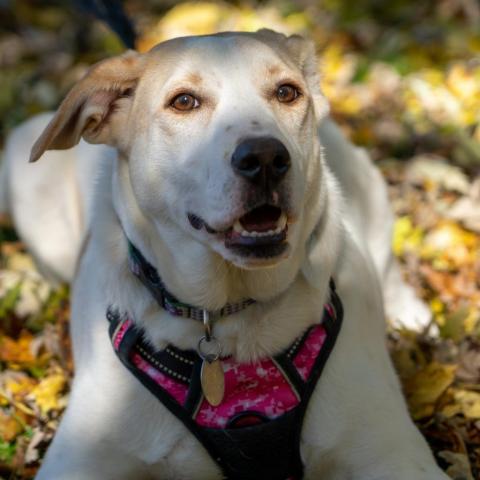 Abby, an adoptable Hound Mix in Patterson, NY_image-1