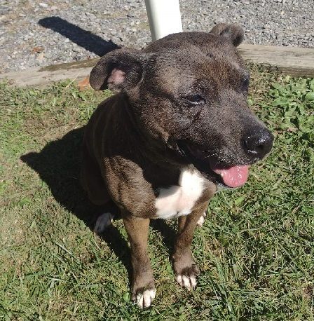 Lindy, an adoptable Staffordshire Bull Terrier in Philippi, WV, 26416 | Photo Image 2