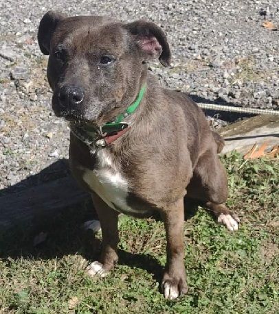 Lindy, an adoptable Staffordshire Bull Terrier in Philippi, WV, 26416 | Photo Image 3