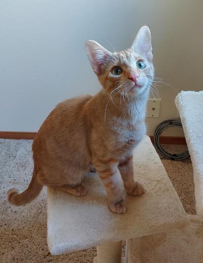 ~Mako~ COURTESY POSTING, an adoptable Domestic Short Hair Mix in Moorhead, MN_image-1