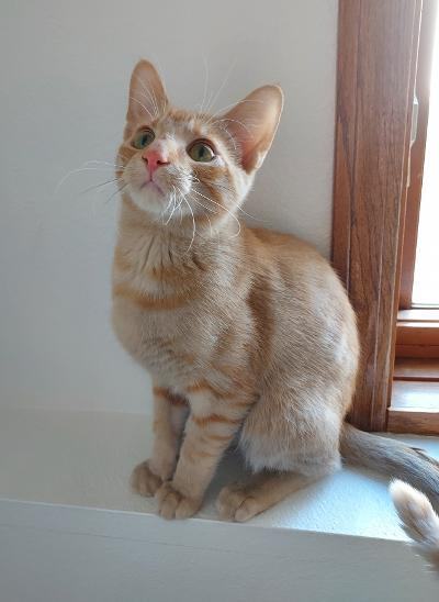 ~Mako~ COURTESY POSTING, an adoptable Domestic Short Hair Mix in Moorhead, MN_image-2