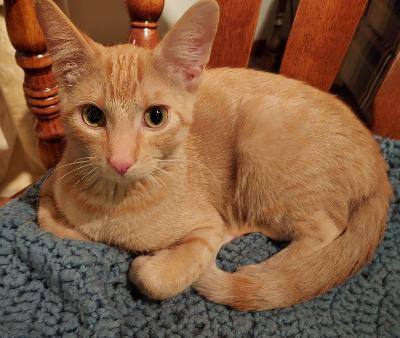 ~Mako~ COURTESY POSTING, an adoptable Domestic Short Hair Mix in Moorhead, MN_image-4