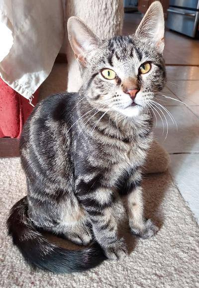 ~Milo~ COURTESY POSTING, an adoptable Domestic Short Hair Mix in Moorhead, MN_image-2