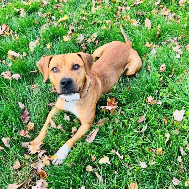 Ridge , an adoptable Beagle & Pit Bull Terrier Mix in Bethel, CT_image-2
