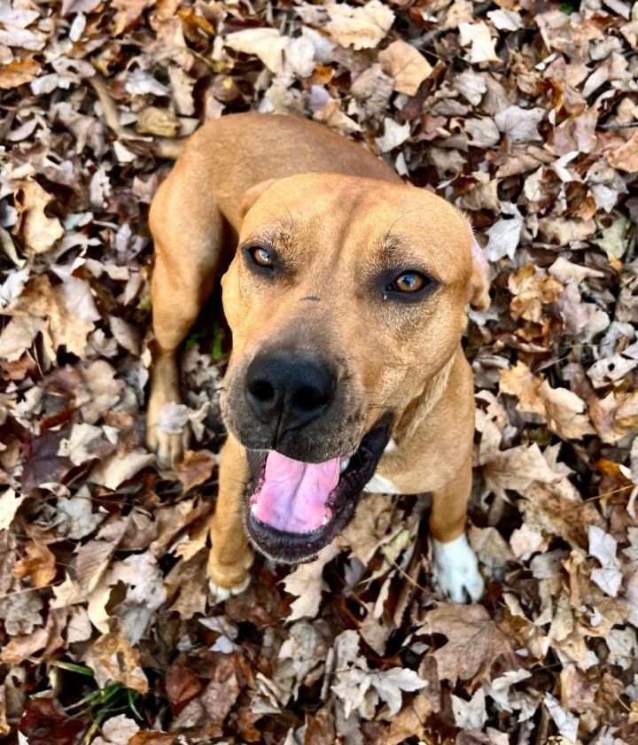 Ridge , an adoptable Beagle & Pit Bull Terrier Mix in Bethel, CT_image-3
