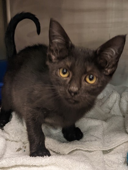 Bat-Girl, an adoptable Domestic Short Hair in Flagstaff, AZ, 86001 | Photo Image 1