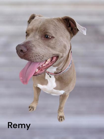 Remy, an adoptable American Bulldog & Staffordshire Bull Terrier Mix in Cumberland, MD_image-2