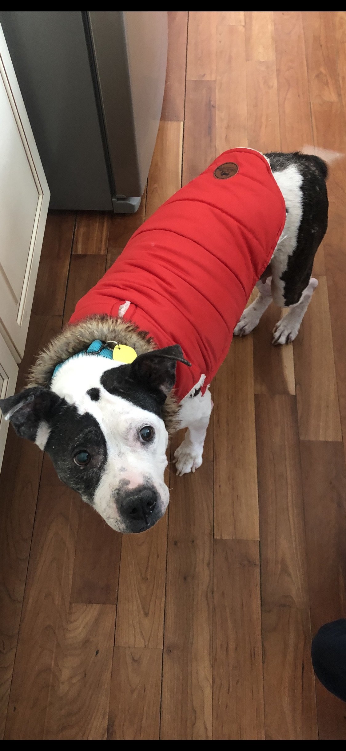 Betty Boo, an adoptable Terrier, Boston Terrier in Cuyahoga Falls, OH, 44221 | Photo Image 3