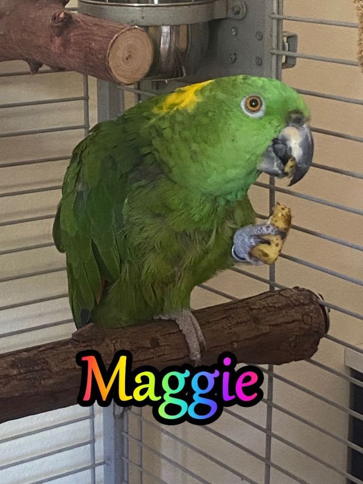 Maggie 1